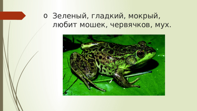Зеленый, гладкий, мокрый, любит мошек, червячков, мух. 