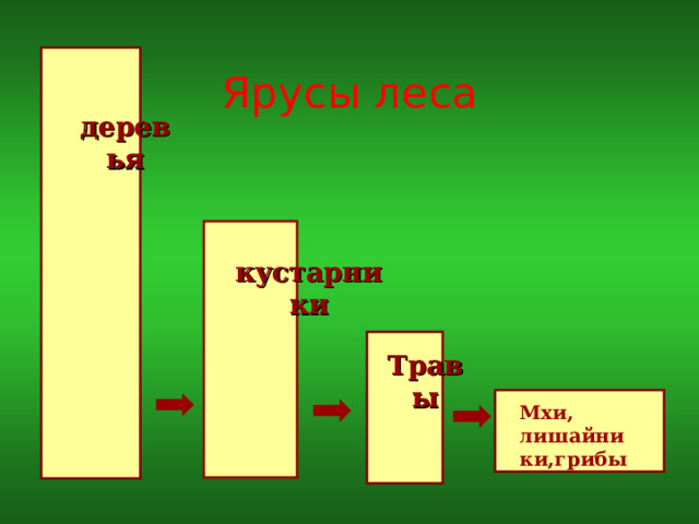 Ярусы леса деревья кустарники Травы Мхи, лишайники,грибы  