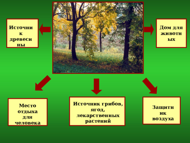 Источник древесины Дом для животных Источник грибов, ягод, лекарственных растений Место отдыха для человека Защитник воздуха 