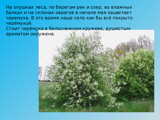 На опушках леса, по берегам рек и озер, во влажных балках и на склонах оврагов в начале мая зацветает черемуха. В это время наше село как бы всё покрыто черёмухой. Стоит черёмуха в белоснежном кружеве, душистым ароматом окружена. 