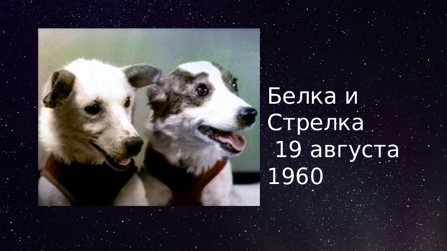 Белка и Стрелка  19 августа 1960 