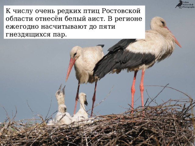 К числу очень редких птиц Ростовской области отнесён белый аист. В регионе ежегодно насчитывают до пяти гнездящихся пар. 