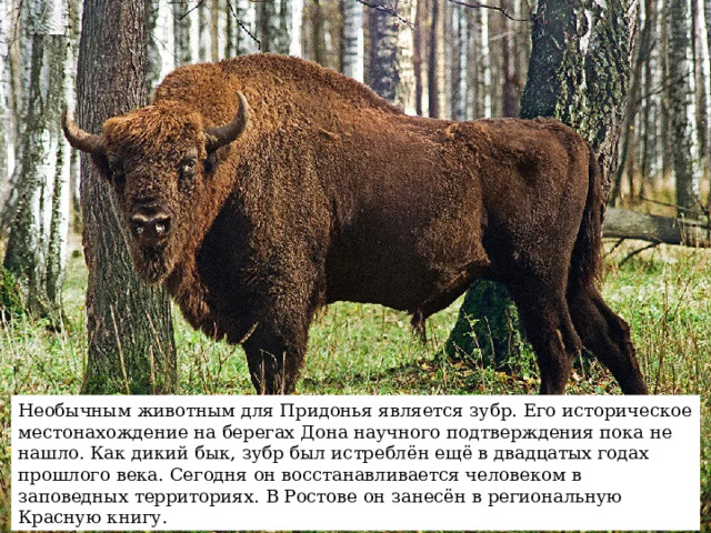 Необычным животным для Придонья является зубр. Его историческое местонахождение на берегах Дона научного подтверждения пока не нашло. Как дикий бык, зубр был истреблён ещё в двадцатых годах прошлого века. Сегодня он восстанавливается человеком в заповедных территориях. В Ростове он занесён в региональную Красную книгу. 