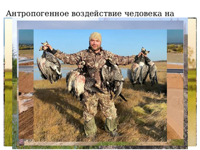 Антропогенное воздействие человека на животный мир 