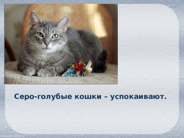 Серо-голубые кошки – успокаивают. 