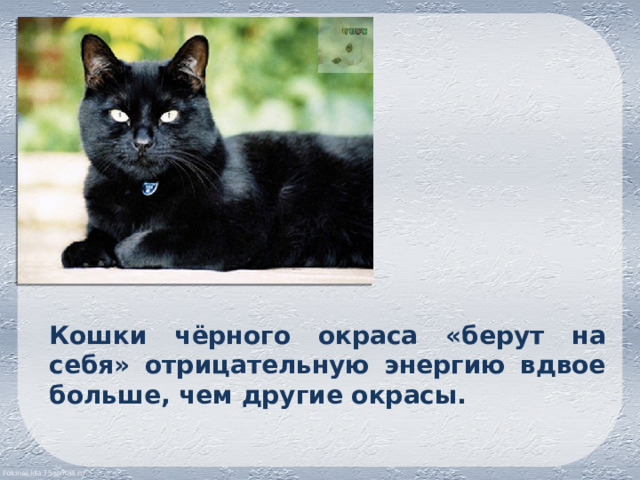 Кошки чёрного окраса «берут на себя» отрицательную энергию вдвое больше, чем другие окрасы. 