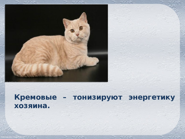 Кремовые – тонизируют энергетику хозяина. 