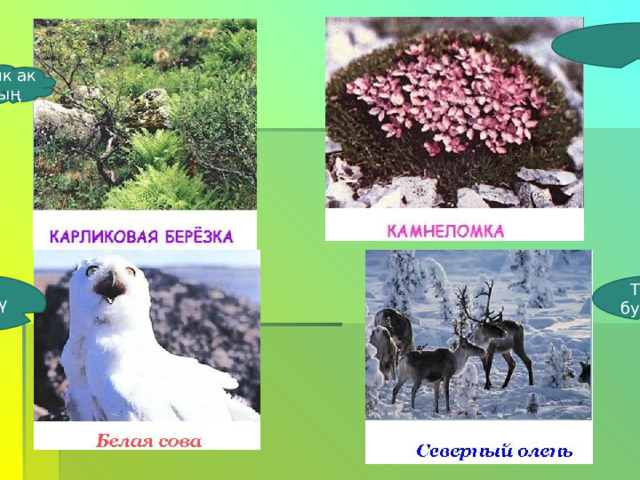 Карлик ак кайың Ак үкү Түндүк бугулары 