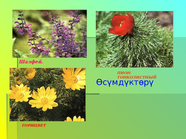 Шалфей. ПИОН ТОНКОЛИСТНЫЙ Өсүмдүктөрү ГОРИЦВЕТ 