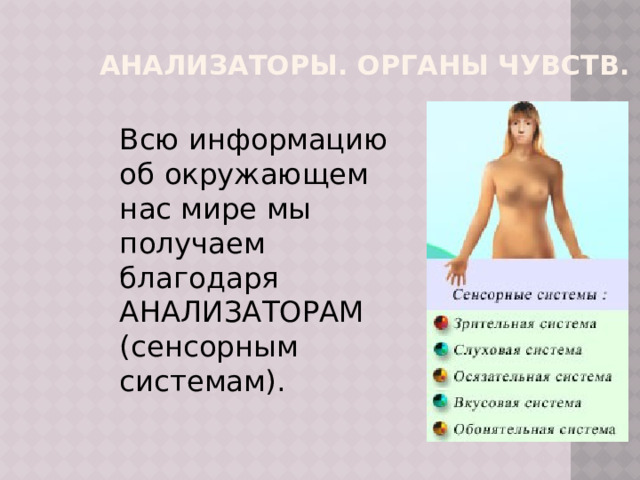 Анализаторы. Органы чувств.  Всю информацию об окружающем нас мире мы получаем благодаря АНАЛИЗАТОРАМ (сенсорным системам). 