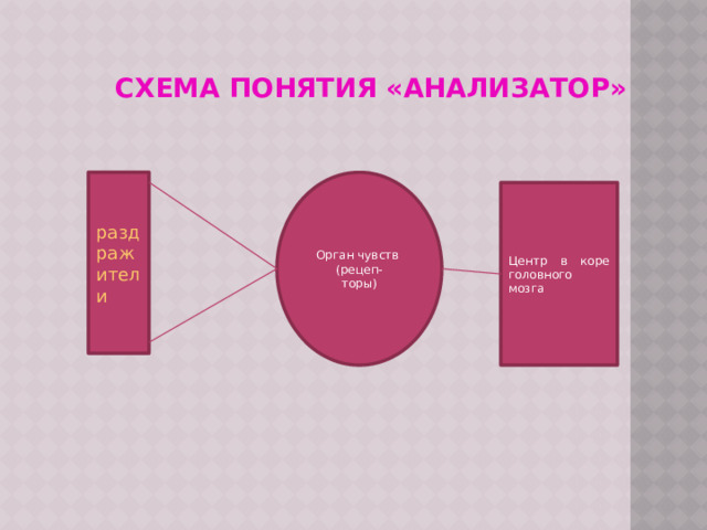 Схема понятия «анализатор»                  раздражители Орган чувств (рецеп- торы) Центр в коре головного мозга 