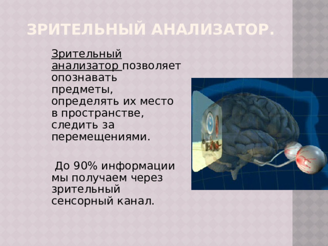 Зрительный анализатор.  Зрительный анализатор позволяет опознавать предметы, определять их место в пространстве,  следить за перемещениями.   До 90% информации мы получаем через зрительный сенсорный канал. 