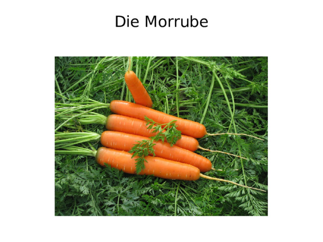 Die Morrube   