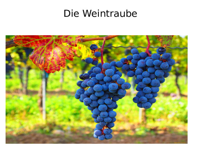 Die Weintraube   