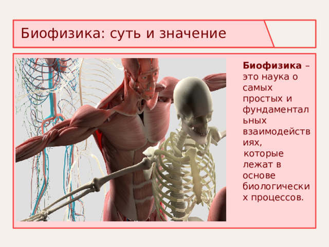 Биофизика: суть и значение  Биофизика – это наука о самых простых и фундаментальных взаимодействиях,  которые лежат в основе биологических процессов. 