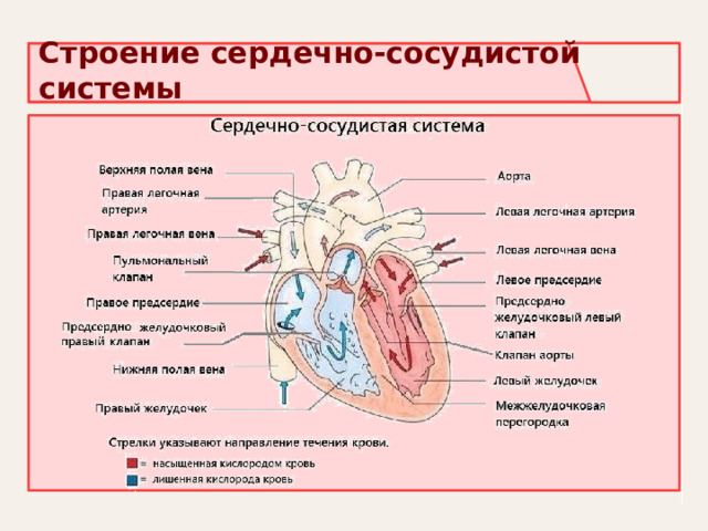 Строение сердечно-сосудистой системы 