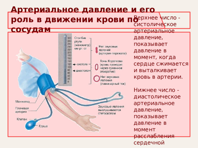 Артериальное давление и его роль в движении крови по сосудам    Верхнее число - систолическое артериальное давление, показывает давление в момент, когда сердце сжимается и выталкивает кровь в артерии.  Нижнее число - диастолическое артериальное давление, показывает давление в момент расслабления сердечной мышцы. 