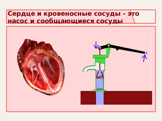 Сердце и кровеносные сосуды - это насос и сообщающиеся сосуды 