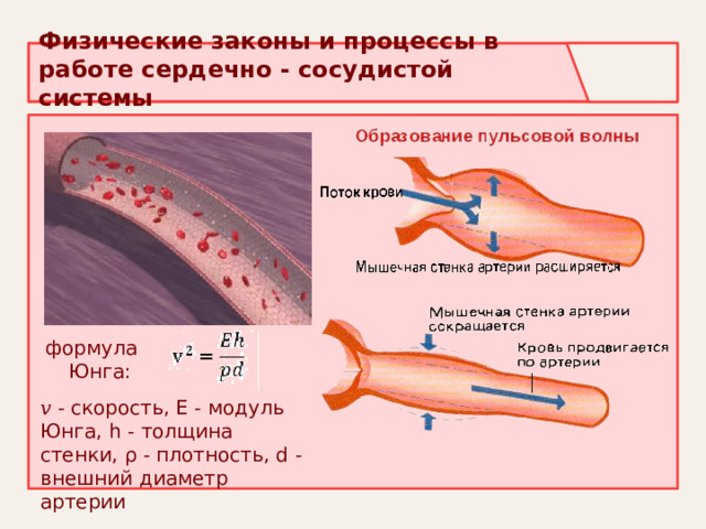 Физические законы и процессы в работе сердечно - сосудистой системы формула Юнга: 𝑣 - скорость, Е - модуль Юнга, h - толщина стенки, ρ - плотность, d - внешний диаметр артерии 