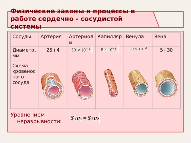 Физические законы и процессы в работе сердечно - сосудистой системы Сосуды Артерия Диаметр, мм 25+4 Схема кровеносного сосуда Артериола Капилляр Венула Вена 5+30 Уравнением неразрывности: 