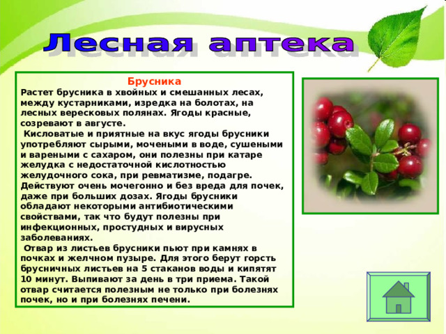 Брусника Растет брусника в хвойных и смешанных лесах, между кустарниками, изредка на болотах, на лесных вересковых полянах. Ягоды красные, созревают в августе.  Кисловатые и приятные на вкус ягоды брусники употребляют сырыми, мочеными в воде, сушеными и вареными с сахаром, они полезны при катаре желудка с недостаточной кислотностью желудочного сока, при ревматизме, подагре. Действуют очень мочегонно и без вреда для почек, даже при больших дозах. Ягоды брусники обладают некоторыми антибиотическими свойствами, так что будут полезны при инфекционных, простудных и вирусных заболеваниях.  Отвар из листьев брусники пьют при камнях в почках и желчном пузыре. Для этого берут горсть брусничных листьев на 5 стаканов воды и кипятят 10 минут. Выпивают за день в три приема. Такой отвар считается полезным не только при болезнях почек, но и при болезнях печени. 