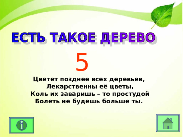 5 Цветет позднее всех деревьев, Лекарственны её цветы, Коль их заваришь – то простудой Болеть не будешь больше ты. 