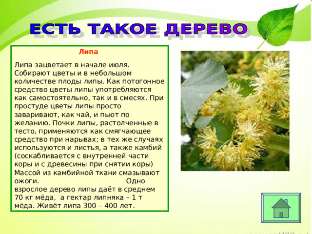 Липа Липа зацветает в начале июля. Собирают цветы и в небольшом количестве плоды липы. Как потогонное средство цветы липы употребляются как самостоятельно, так и в смесях. При простуде цветы липы просто заваривают, как чай, и пьют по желанию. Почки липы, растолченные в тесто, применяются как смягчающее средство при нарывах; в тех же случаях используются и листья, а также камбий (соскабливается с внутренней части коры и с древесины при снятии коры) Массой из камбийной ткани смазывают ожоги. Одно взрослое дерево липы даёт в среднем 70 кг мёда, а гектар липняка – 1 т мёда. Живёт липа 300 – 400 лет.  