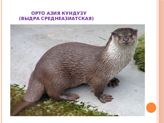  ОРТО АЗИЯ КУНДУЗУ  (ВЫДРА СРЕДНЕАЗИАТСКАЯ) 