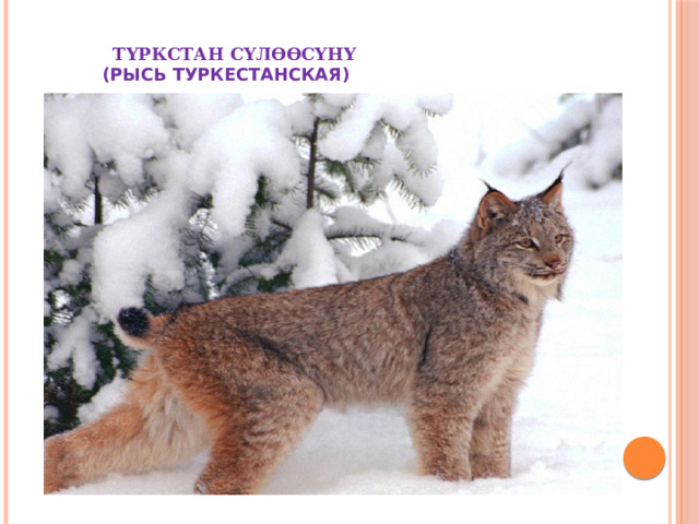  ТҮРКСТАН СҮЛӨӨСҮНҮ  (РЫСЬ ТУРКЕСТАНСКАЯ) 