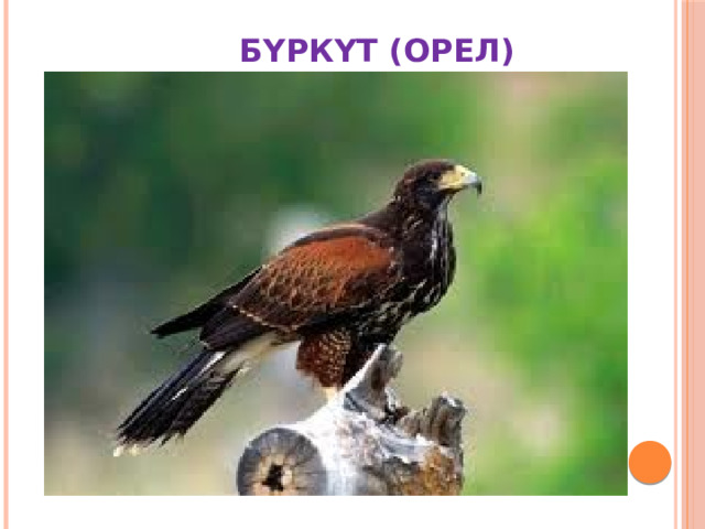  БҮРКҮТ (ОРЕЛ) 