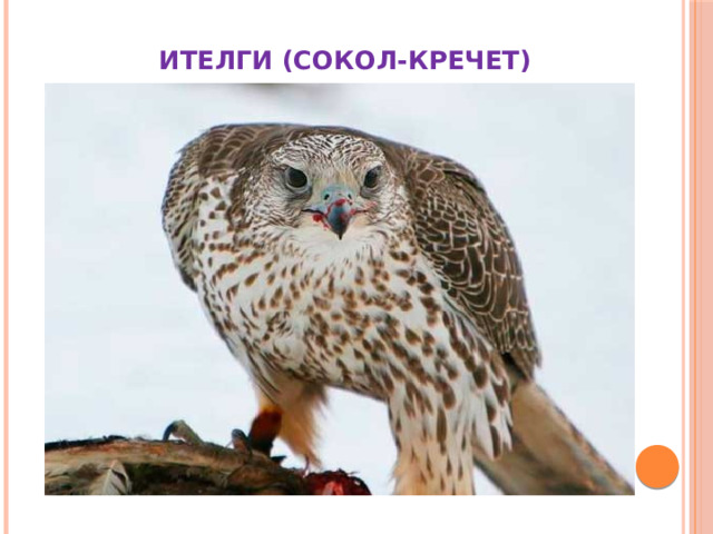  ИТЕЛГИ (СОКОЛ-КРЕЧЕТ) 
