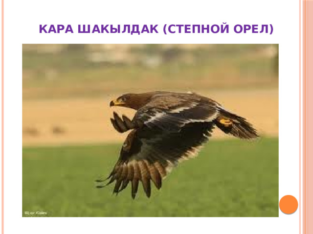  КАРА ШАКЫЛДАК (СТЕПНОЙ ОРЕЛ) 