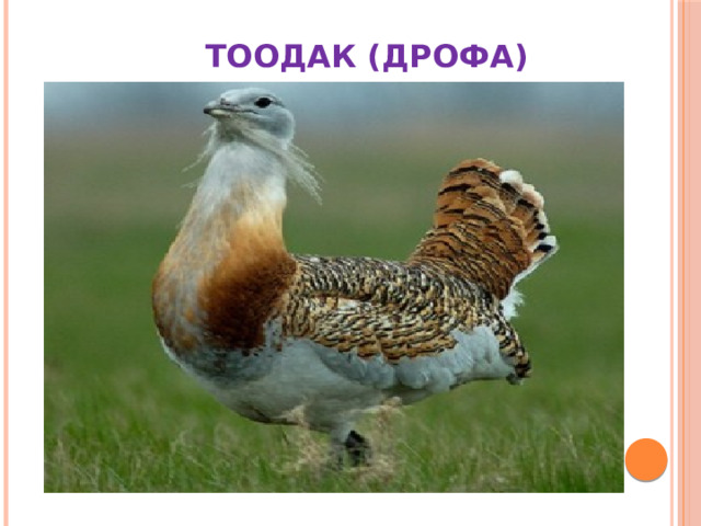  ТООДАК (ДРОФА) 