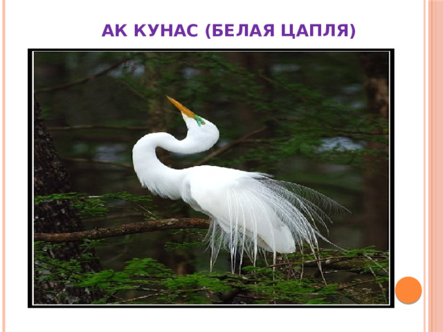  АК КУНАС (БЕЛАЯ ЦАПЛЯ) 