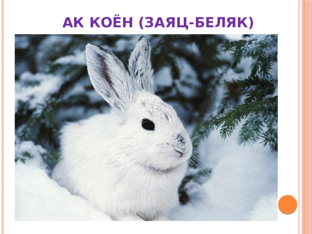  АК КОЁН (ЗАЯЦ-БЕЛЯК) 
