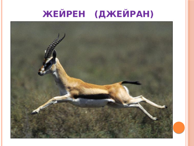  ЖЕЙРЕН (ДЖЕЙРАН) 