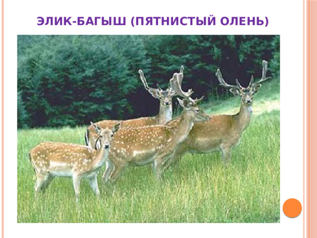  ЭЛИК-БАГЫШ (ПЯТНИСТЫЙ ОЛЕНЬ) 