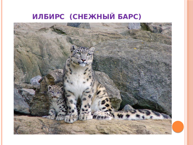  ИЛБИРС (СНЕЖНЫЙ БАРС) 