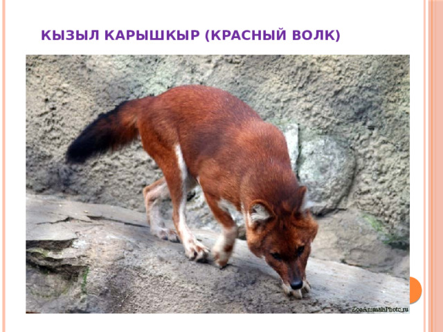  КЫЗЫЛ КАРЫШКЫР (КРАСНЫЙ ВОЛК) 