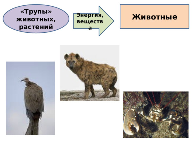 «Трупы» животных, растений Животные Энергия, вещества 