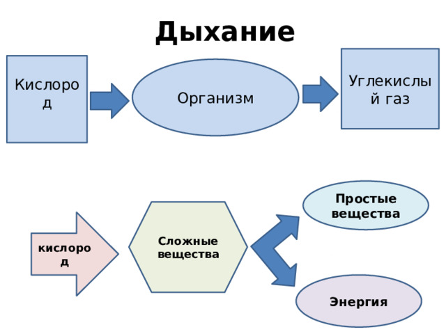 Дыхание Углекислый газ Кислород Организм Простые вещества Сложные вещества кислород Энергия 