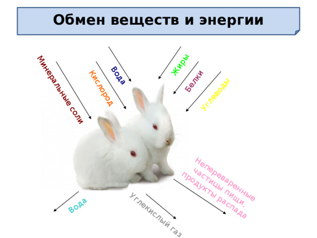 Кислород Вода Жиры Белки Углеводы Вода Минеральные соли Углекислый газ Непереваренные частицы пищи, продукты распада Обмен веществ и энергии 