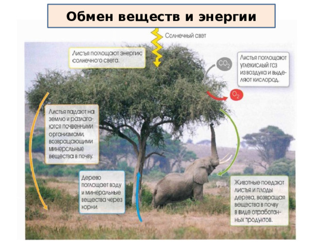 Обмен веществ и энергии 