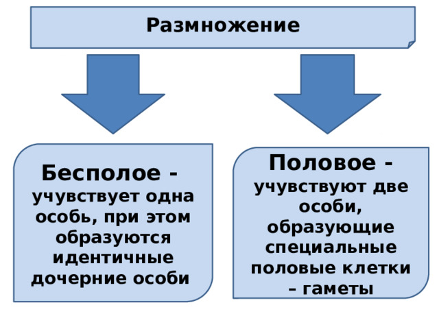 Размножение Бесполое - учувствует одна особь, при этом образуются идентичные дочерние особи  Половое - учувствуют две особи, образующие специальные половые клетки – гаметы 