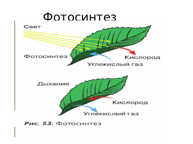Фотосинтез 