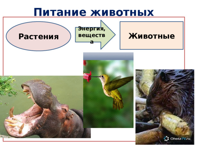 Питание животных Энергия, вещества Животные Растения 