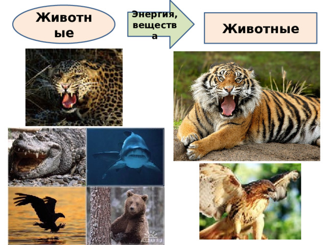 Энергия, вещества Животные Животные 