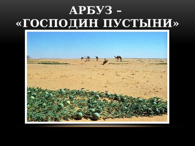 Арбуз –  «господин пустыни»  