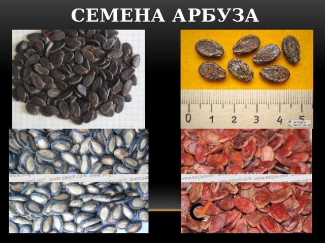 СЕМЕНА АРБУЗА 
