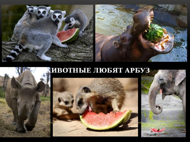 ЖИВОТНЫЕ ЛЮБЯТ АРБУЗ 